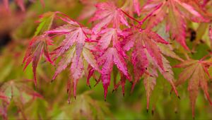 Preview wallpaper japanese maple, leaves, autumn, macro, red, wet