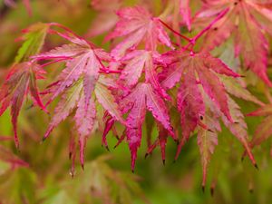 Preview wallpaper japanese maple, leaves, autumn, macro, red, wet