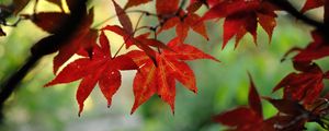 Preview wallpaper japanese maple, leaves, branches, red, macro