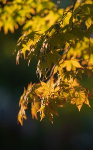 Preview wallpaper japanese maple, leaves, branches, macro