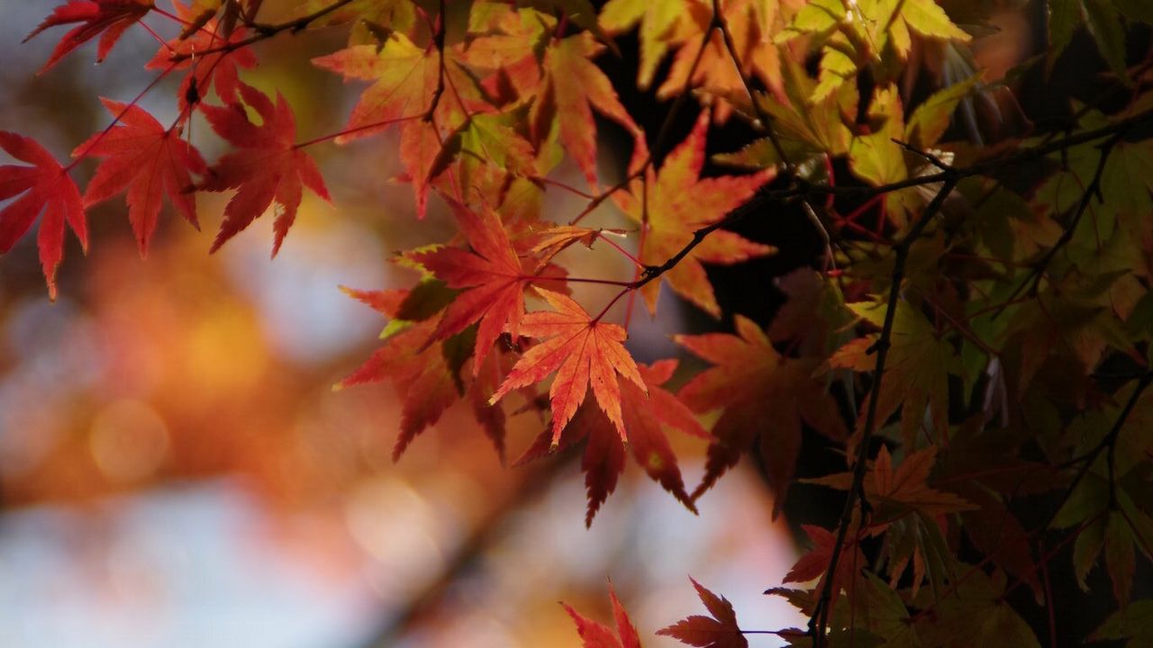 Wallpaper japanese maple, leaves, branches, macro, red