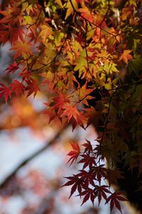 Preview wallpaper japanese maple, leaves, branches, macro, red