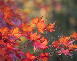 Preview wallpaper japanese maple, leaves, branches, autumn