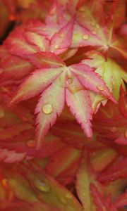Preview wallpaper japanese maple, leaves, drops, macro, red