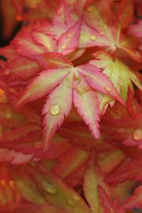 Preview wallpaper japanese maple, leaves, drops, macro, red