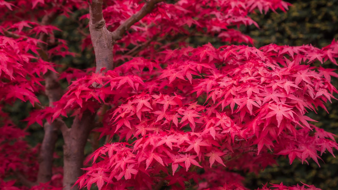 Wallpaper japanese maple, maple, maple leaves, leaves, tree, red, autumn