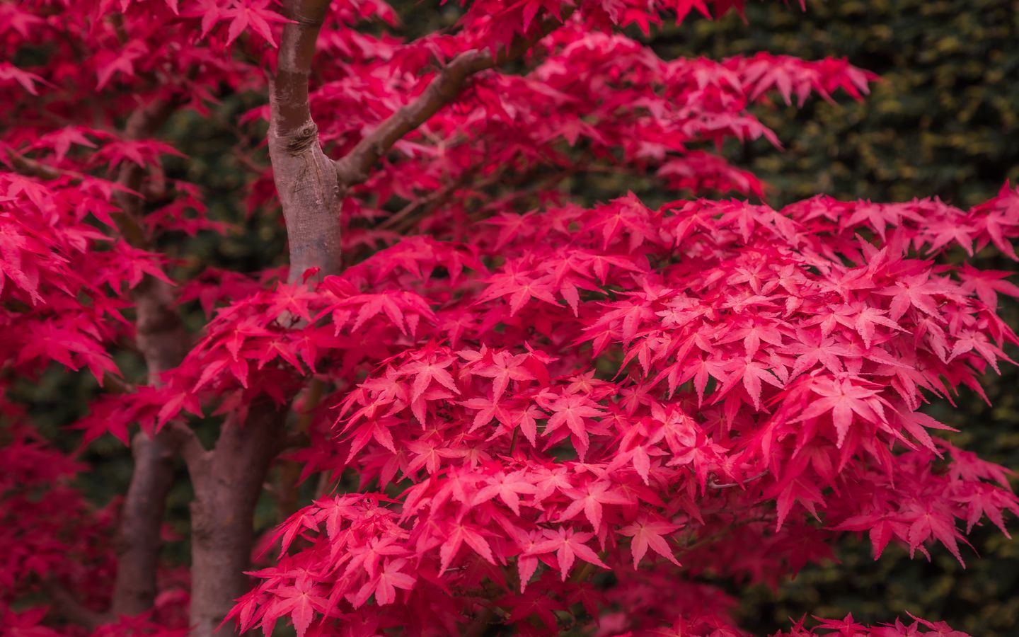 1440x900 Wallpaper japanese maple, maple, maple leaves, leaves, tree, red, autumn
