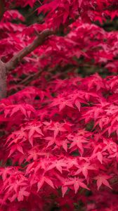 Preview wallpaper japanese maple, maple, maple leaves, leaves, tree, red, autumn