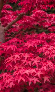 Preview wallpaper japanese maple, maple, maple leaves, leaves, tree, red, autumn
