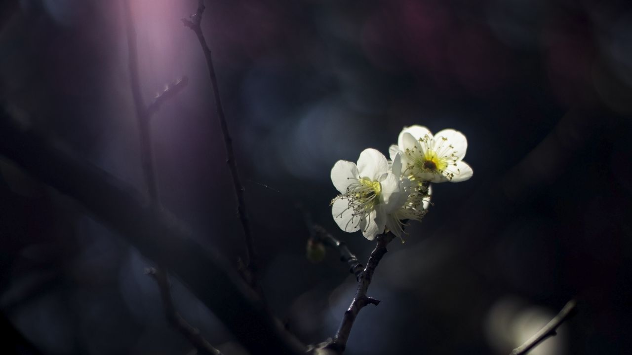 Wallpaper japanese plum, flowers, petals, spring, black background