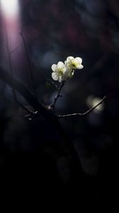 Preview wallpaper japanese plum, flowers, petals, spring, black background
