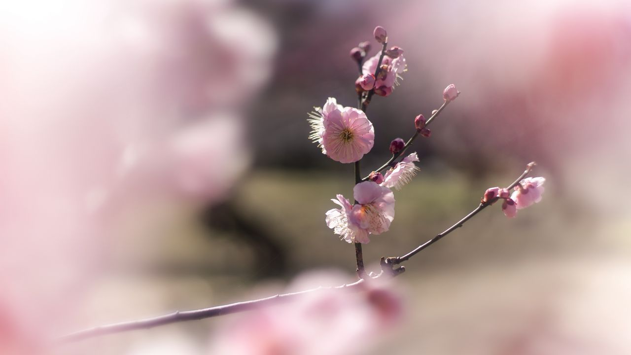 Wallpaper japanese plum, flowers, spring, branch, petals, pink, blur