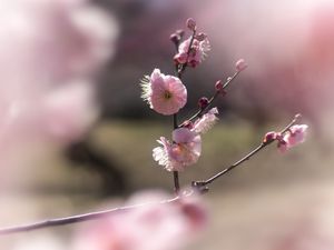 Preview wallpaper japanese plum, flowers, spring, branch, petals, pink, blur