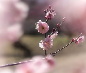 Preview wallpaper japanese plum, flowers, spring, branch, petals, pink, blur