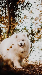 Preview wallpaper japanese spitz, dog, white, fluffy, tongue protruding, cute