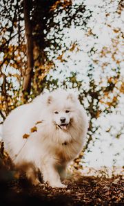 Preview wallpaper japanese spitz, dog, white, fluffy, tongue protruding, cute