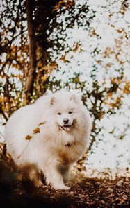 Preview wallpaper japanese spitz, dog, white, fluffy, tongue protruding, cute