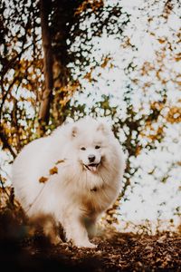 Preview wallpaper japanese spitz, dog, white, fluffy, tongue protruding, cute