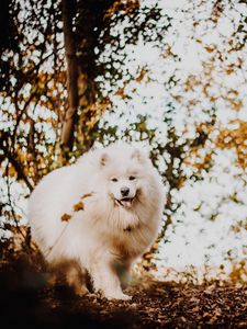 Preview wallpaper japanese spitz, dog, white, fluffy, tongue protruding, cute