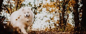 Preview wallpaper japanese spitz, dog, white, fluffy, tongue protruding, cute