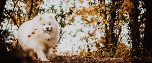 Preview wallpaper japanese spitz, dog, white, fluffy, tongue protruding, cute