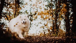 Preview wallpaper japanese spitz, dog, white, fluffy, tongue protruding, cute