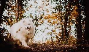 Preview wallpaper japanese spitz, dog, white, fluffy, tongue protruding, cute