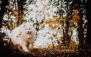 Preview wallpaper japanese spitz, dog, white, fluffy, tongue protruding, cute