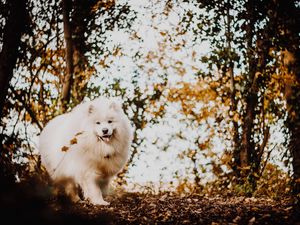 Preview wallpaper japanese spitz, dog, white, fluffy, tongue protruding, cute