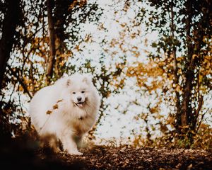 Preview wallpaper japanese spitz, dog, white, fluffy, tongue protruding, cute