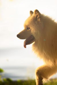 Preview wallpaper japanese spitz, dog, white, fluffy, tongue protruding, pet