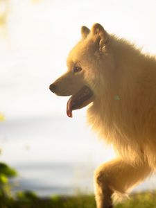 Preview wallpaper japanese spitz, dog, white, fluffy, tongue protruding, pet