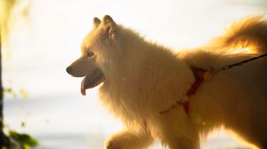 Preview wallpaper japanese spitz, dog, white, fluffy, tongue protruding, pet