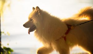 Preview wallpaper japanese spitz, dog, white, fluffy, tongue protruding, pet