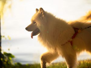 Preview wallpaper japanese spitz, dog, white, fluffy, tongue protruding, pet