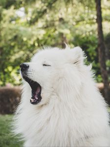 Preview wallpaper japanese spitz, dog, yawn, cute, fluffy