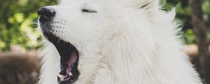 Preview wallpaper japanese spitz, dog, yawn, cute, fluffy