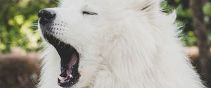 Preview wallpaper japanese spitz, dog, yawn, cute, fluffy