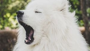 Preview wallpaper japanese spitz, dog, yawn, cute, fluffy