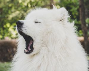 Preview wallpaper japanese spitz, dog, yawn, cute, fluffy