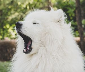 Preview wallpaper japanese spitz, dog, yawn, cute, fluffy