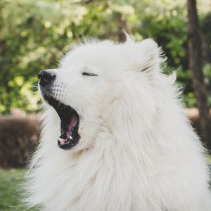 Preview wallpaper japanese spitz, dog, yawn, cute, fluffy