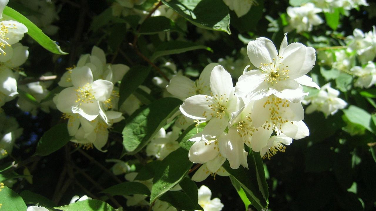 Wallpaper jasmine, blossom, branches, spring, greens