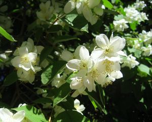 Preview wallpaper jasmine, blossom, branches, spring, greens