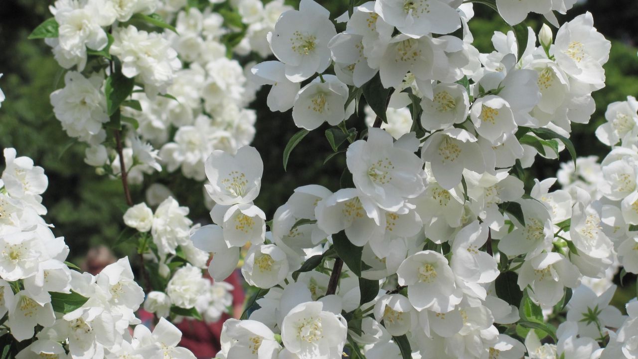 Wallpaper jasmine, blossoms, twigs, spring