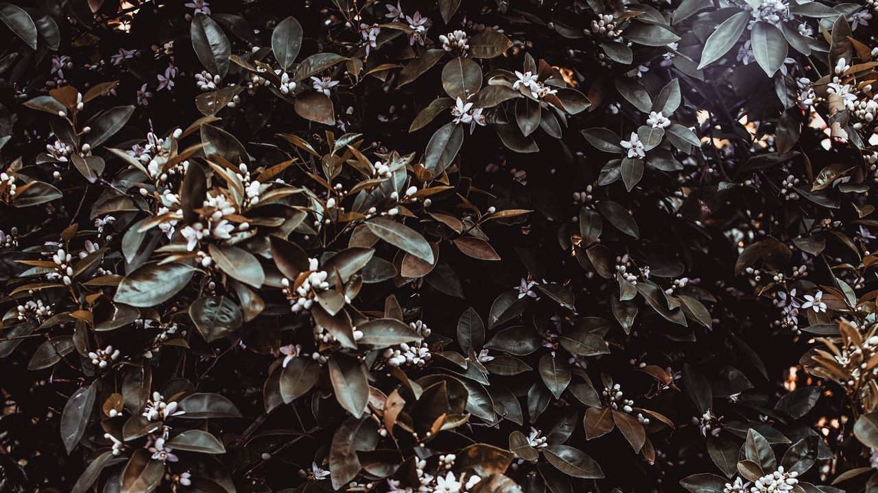 Wallpaper jasmine, bush, leaves, flowers, plant