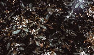 Preview wallpaper jasmine, bush, leaves, flowers, plant
