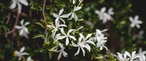 Preview wallpaper jasmine, flower, flowers, flowering, bush, plant