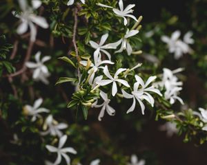 Preview wallpaper jasmine, flower, flowers, flowering, bush, plant