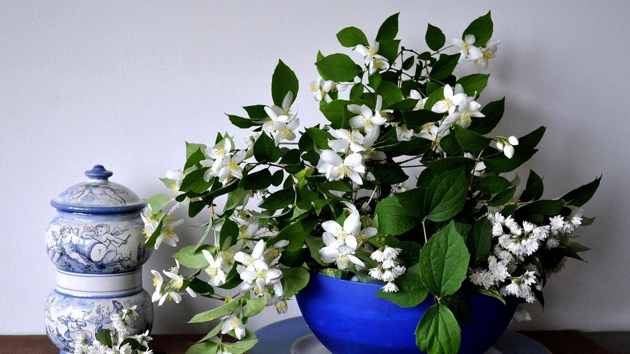 Wallpaper jasmine, flower, spring, bowl, china